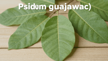 Foglie di guava: 3 rimedi naturali convalidati dalla tradizione per sostenere la salute delle gengive e rinfrescare l’alito Foglie di guava: 3 rimedi naturali convalidati dalla tradizione per sostenere la salute delle gengive e rinfrescare l’alito