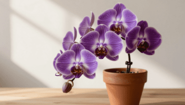Orchidee: un cucchiaio di questo concime specifico basta per una fioritura continua Orchidee: un cucchiaio di questo concime specifico basta per una fioritura continua