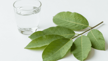 Igiene dentale: come le foglie di guava aiutano a sbiancare i denti e rinfrescare l’alito naturalmente Igiene dentale: come le foglie di guava aiutano a sbiancare i denti e rinfrescare l’alito naturalmente