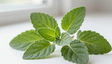 Origano cubano e salute visiva: come questa pianta riduce naturalmente l’irritazione oculare e sostiene la microcircolazione Origano cubano e salute visiva: come questa pianta riduce naturalmente l’irritazione oculare e sostiene la microcircolazione