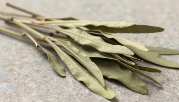 Phyllanthus niruri: come questa pianta da giardino sostiene naturalmente i reni, il fegato e la glicemia Phyllanthus niruri: come questa pianta da giardino sostiene naturalmente i reni, il fegato e la glicemia