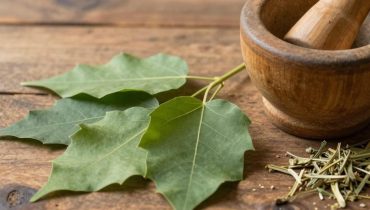 Neem: la foglia amara usata da secoli in Asia per sostenere glicemia, circolazione e infiammazione Neem: la foglia amara usata da secoli in Asia per sostenere glicemia, circolazione e infiammazione