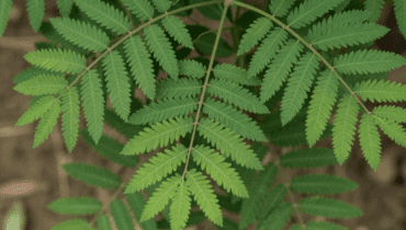 Chanca Piedra: questa pianta tropicale sostiene reni, fegato e digestione secondo le medicine tradizionali Chanca Piedra: questa pianta tropicale sostiene reni, fegato e digestione secondo le medicine tradizionali