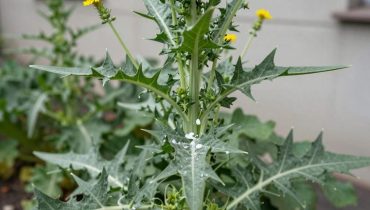 Lattuga selvatica: come questa pianta da giardino allevia il dolore e riduce l’infiammazione naturalmente