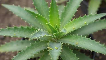 Kalanchoe pinnata: i 20 usi medicinali di questa pianta che cresce nel tuo giardino Kalanchoe pinnata: i 20 usi medicinali di questa pianta che cresce nel tuo giardino