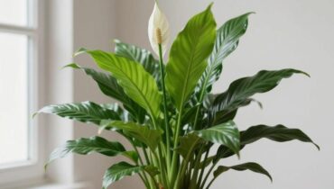 Giglio della pace senza fiori: le 3 condizioni essenziali che la vostra pianta richiede per rifiorire