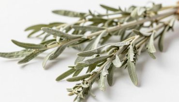 Artemisia: la pianta tradizionale che calma la mente agitata senza forzare il sonno