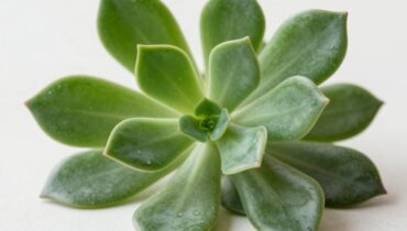 Orégano Orejón: questa erba africana potrebbe proteggere i vostri occhi dalla luce blu grazie ai suoi carotenoidi naturali Orégano Orejón: questa erba africana potrebbe proteggere i vostri occhi dalla luce blu grazie ai suoi carotenoidi naturali