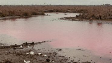 Florida: i fenicotteri ritrovano il loro habitat originale dopo un secolo di scomparsa grazie al ripristino delle Everglades Florida: i fenicotteri ritrovano il loro habitat originale dopo un secolo di scomparsa grazie al ripristino delle Everglades