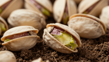 Gusci di pistacchio: come trasformarli in polvere arricchente per migliorare il terreno del giardino