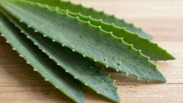 Kalanchoe pinnata: questa pianta grassa del vostro giardino è utilizzata da generazioni per alleviare la tosse, lenire i dolori articolari e favorire il sonno Kalanchoe pinnata: questa pianta grassa del vostro giardino è utilizzata da generazioni per alleviare la tosse, lenire i dolori articolari e favorire il sonno