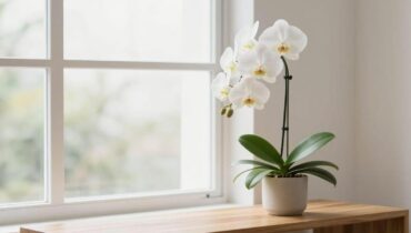 Orchidee lussureggianti: questo semplice ingrediente nell’acqua di irrigazione moltiplica la loro bellezza per 10 Orchidee lussureggianti: questo semplice ingrediente nell’acqua di irrigazione moltiplica la loro bellezza per 10