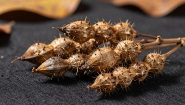 Semi viaggiatori: perché le piante usano i tuoi vestiti per riprodursi Semi viaggiatori: perché le piante usano i tuoi vestiti per riprodursi