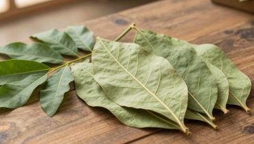 Foglie di guava: come regolano la glicemia e proteggono il cuore naturalmente Foglie di guava: come regolano la glicemia e proteggono il cuore naturalmente