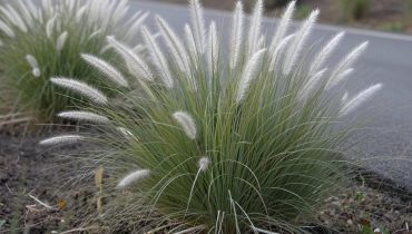 Cogon grass: questa erba comune utilizzata da secoli in Asia come diuretico naturale per il comfort renale Cogon grass: questa erba comune utilizzata da secoli in Asia come diuretico naturale per il comfort renale