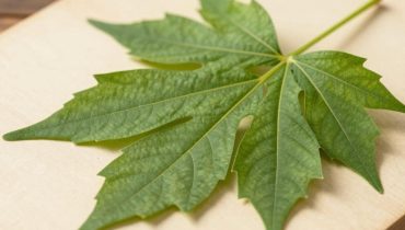 Vision Tree: questa pianta dell’America Latina migliora la retina e riduce l’affaticamento oculare in 21 giorni Vision Tree: questa pianta dell’America Latina migliora la retina e riduce l’affaticamento oculare in 21 giorni