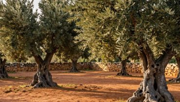 Olivo: cosa conferma davvero la scienza sui suoi benefici dopo 6.000 anni di coltivazione