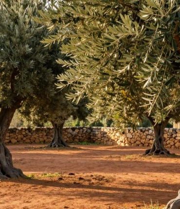 Olivo: cosa conferma davvero la scienza sui suoi benefici dopo 6.000 anni di coltivazione