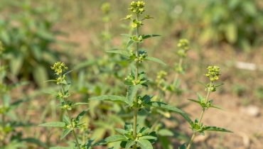 Euphorbia Hirta: come questa pianta ancestrale sostiene naturalmente la respirazione e l’immunità Euphorbia Hirta: come questa pianta ancestrale sostiene naturalmente la respirazione e l’immunità