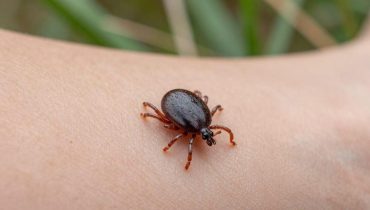 Zecca stella solitaria: come riconoscerla e quali malattie trasmette realmente