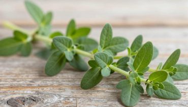 Mal di schiena e sedentarietà: come la cardiaca, questa “erbaccia” ignorata, allevia naturalmente le tensioni