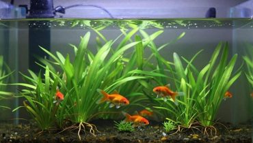 Giardinaggio naturale: perché i gusci d’uovo e i fondi di caffè funzionano meglio dell’acqua zuccherata per le vostre piante Giardinaggio naturale: perché i gusci d’uovo e i fondi di caffè funzionano meglio dell’acqua zuccherata per le vostre piante