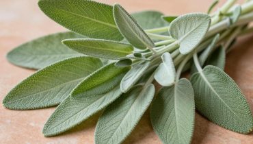 Salvia officinale: come i suoi antiossidanti e acidi attivi alleviano digestione, menopausa e infiammazione