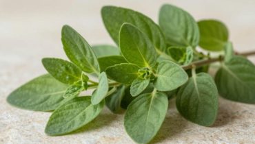 Origano cubano: questa pianta tradizionale dalle proprietà antiossidanti che sostiene il comfort visivo in modo naturale Origano cubano: questa pianta tradizionale dalle proprietà antiossidanti che sostiene il comfort visivo in modo naturale
