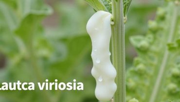 Lattuga selvatica: il sedativo naturale che allevia il dolore cronico senza rischio di dipendenza