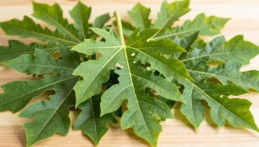 Foglie di papaya: come questo risciacquo ancestrale rinforza le radici e fa brillare i capelli Foglie di papaya: come questo risciacquo ancestrale rinforza le radici e fa brillare i capelli