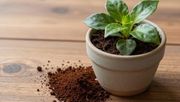 Piante da interno: quali sostanze casalinghe le curano davvero (e quali le uccidono)