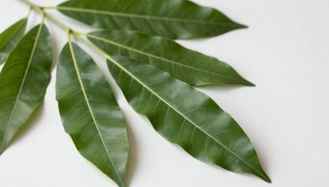 Diabete e salute del fegato: come le foglie di avocado, mango, alloro e guava regolano naturalmente la glicemia Diabete e salute del fegato: come le foglie di avocado, mango, alloro e guava regolano naturalmente la glicemia