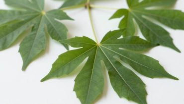 Foglie di ricino: perché l’Ayurveda e le medicine africane le utilizzano da secoli contro l’infiammazione Foglie di ricino: perché l’Ayurveda e le medicine africane le utilizzano da secoli contro l’infiammazione