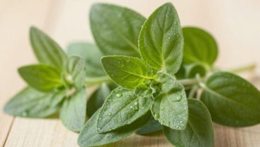 Origano e vista: come questa erba aromatica protegge naturalmente i vostri occhi dall’invecchiamento