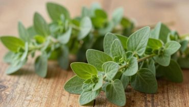 Orégano Orejón: questa pianta caraibica dalle 5 virtù scientificamente riconosciute per i reni, gli occhi e il metabolismo