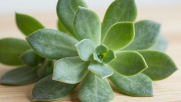 Origano orejón e visione: come questa pianta tradizionale protegge i tuoi occhi dallo stress ossidativo grazie al carvacrolo e alle vitamine A, C ed E