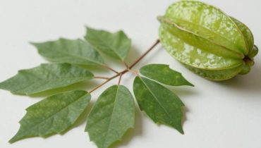 Carambola: perché le foglie superano il frutto nei benefici tradizionali
