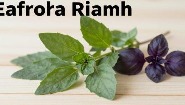 Salute oculare: come le piante “Vision Tree” dell’America Latina alleviano la fatica da schermo