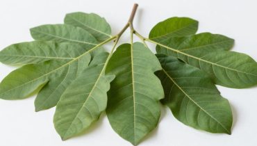 Carie dentaria: come le foglie di guava riducono batteri e infiammazioni a 0€