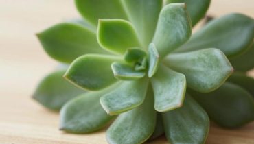 Kalanchoe: come questa pianta succulenta lenisce naturalmente tosse, infiammazioni e ferite da generazioni