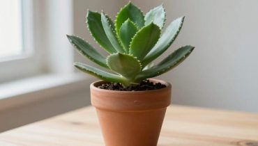 Kalanchoe: questa pianta da appartamento facile da coltivare allevia naturalmente i dolori articolari e facilita la respirazione