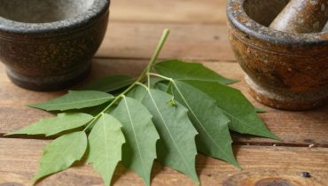 Foglie di neem: come questa pianta amara ancestrale sostiene l’equilibrio glicemico e l’immunità secondo gli studi