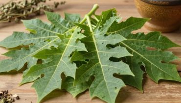 Infuso di foglie di papaya: gli 8 benefici tradizionali per la digestione e l’immunità