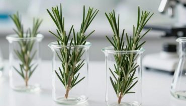 Acqua di rosmarino: questa pianta rivaleggia con il minoxidil per stimolare la crescita dei capelli