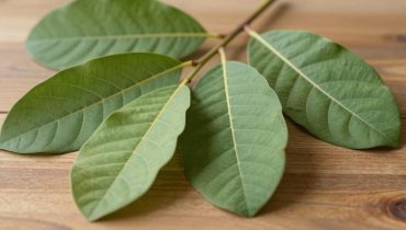 Ritenzione idrica: come il tè di foglie di guava agisce come diuretico naturale per ridurre gonfiori e meteorismo