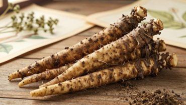 Radice di bardana: come questa pianta millenaria dell’Asia sostiene la digestione e le difese naturali