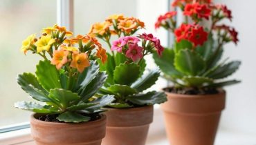 Kalanchoe: la succulenta che fiorisce per diverse settimane quasi senza annaffiature