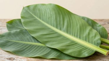 Piantaggine maggiore: questa “erbaccia” regola la glicemia e cicatrizza le ferite più velocemente del previsto