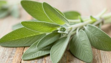 Tisana alla salvia: come questa pianta migliora naturalmente la memoria e allevia le articolazioni